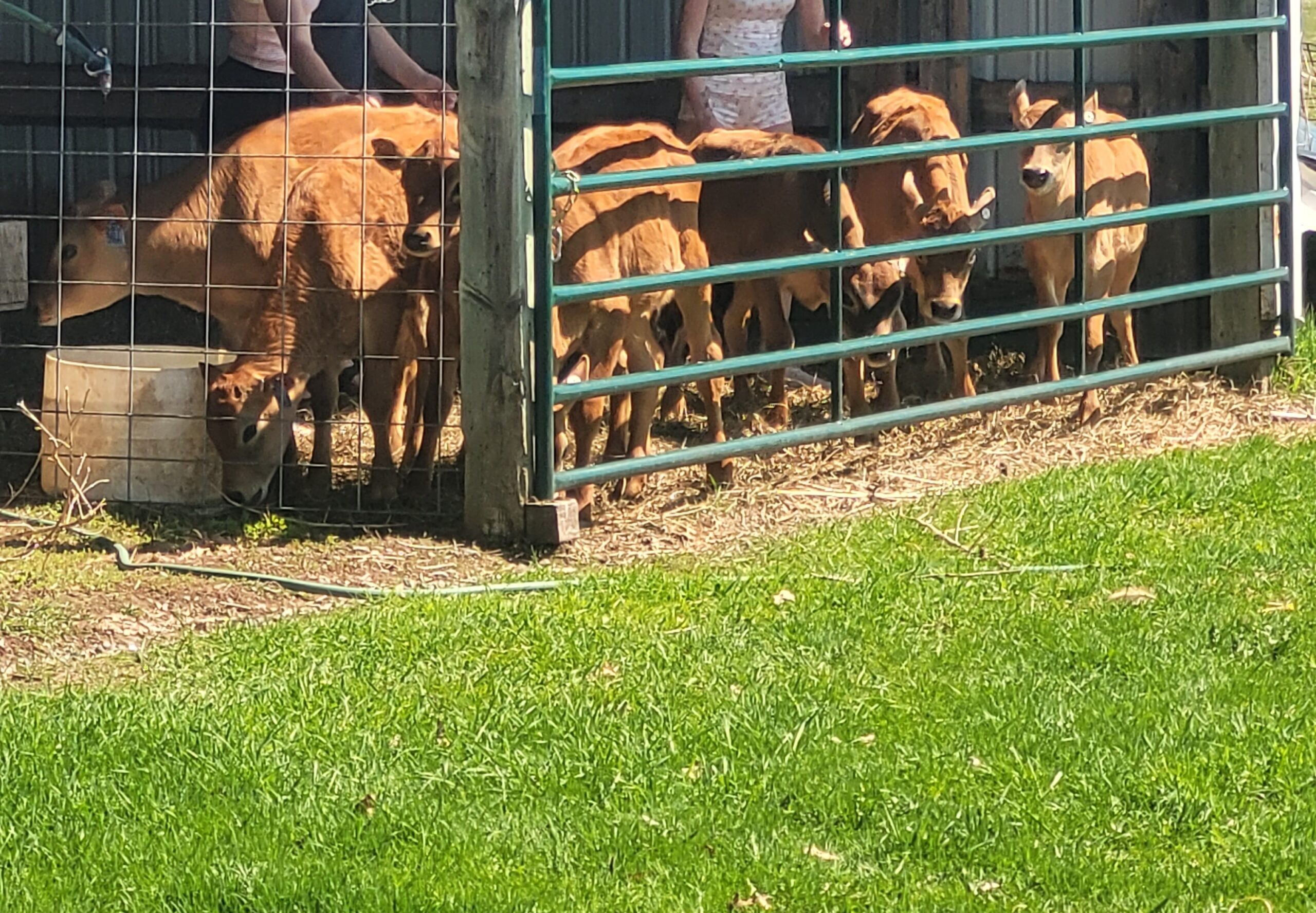 image of cows behind a gate